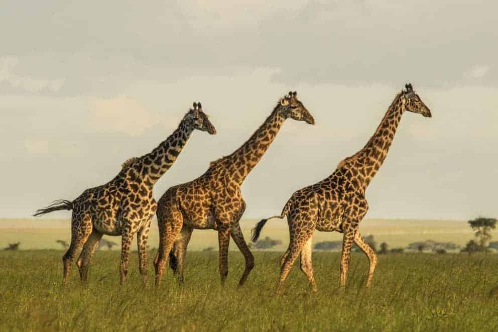 Giraffe family