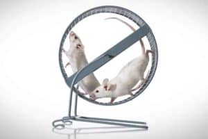 Teamwork; Two White Mice Team Exercising in Running Wheel