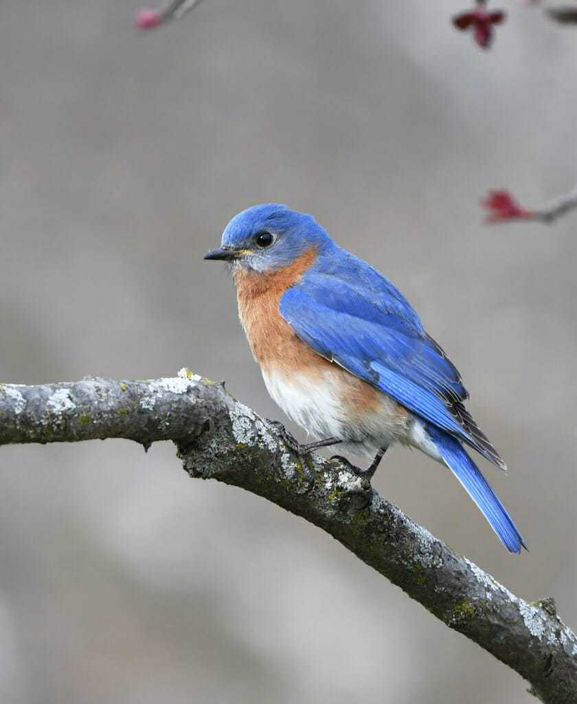 Understanding how birds respond to extreme weather can inform ...