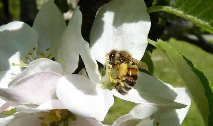 bee on an apple blossom