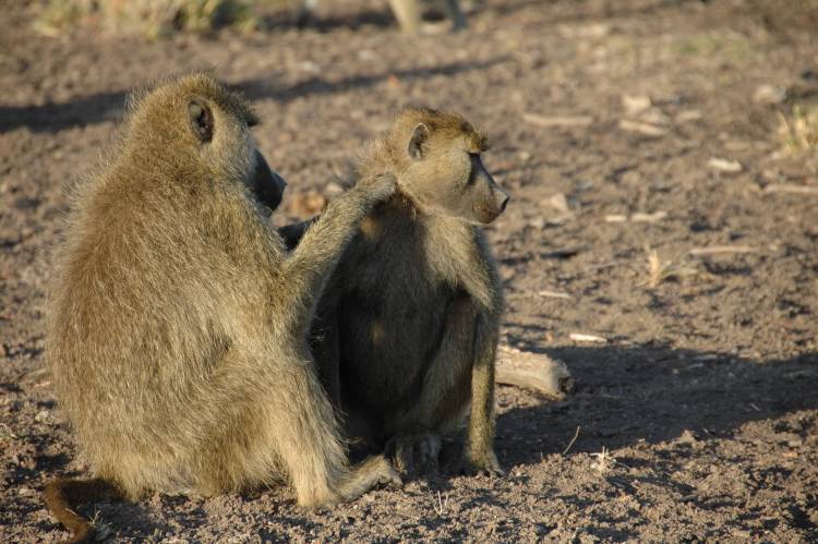 Male Baboons With Female Friends Live Longer