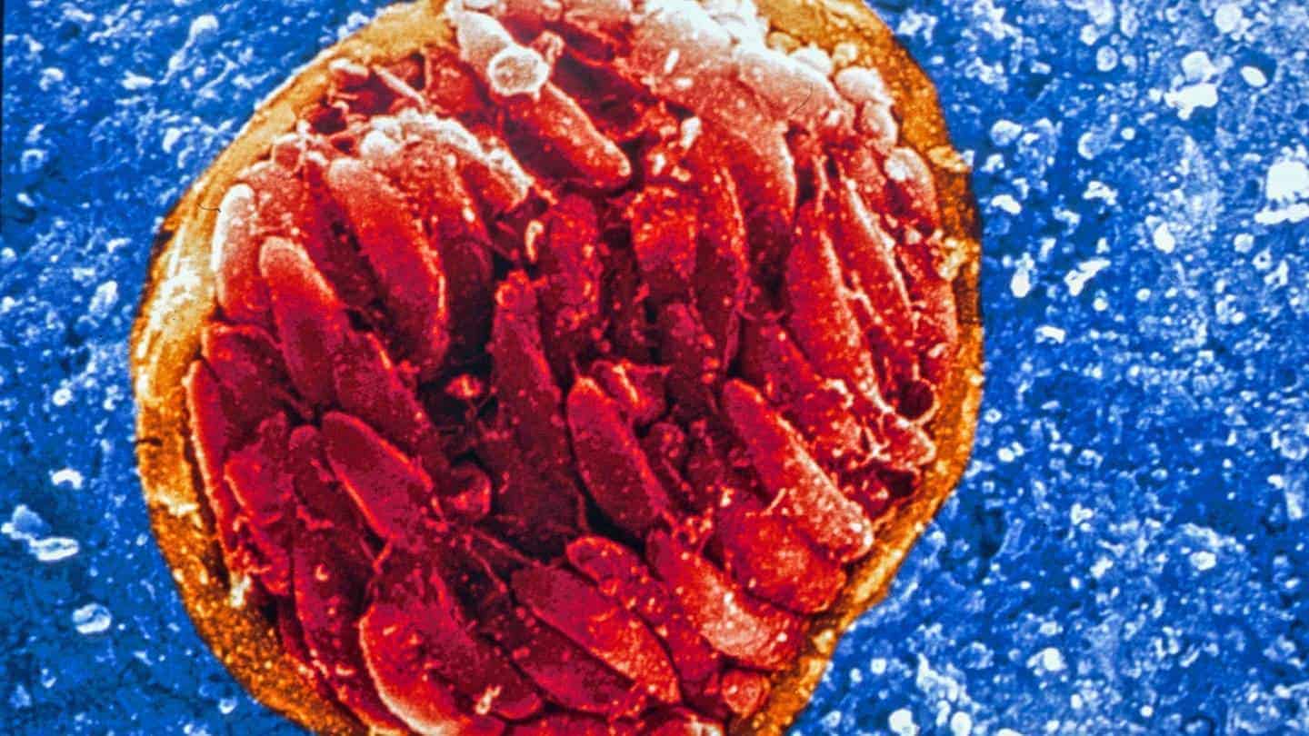 Novel drug could be a powerful weapon in the fight against malaria and toxoplasmosis