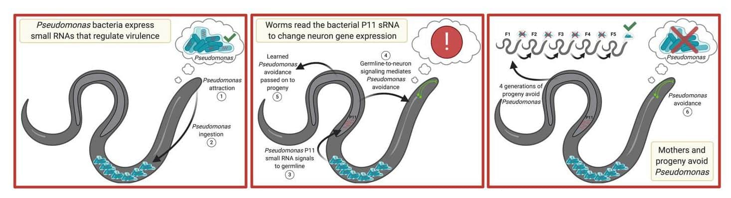 Rachel Kaletsky, Rebecca Moore, Coleen Murphy and their colleagues found that a small RNA called P11, made by pathogenic P. aeruginosa bacteria, causes C. elegans worms to avoid the bacterium and is also responsible for transgenerational inheritance of this avoidance behavior in the worm’s offspring.Image courtesy of the authors