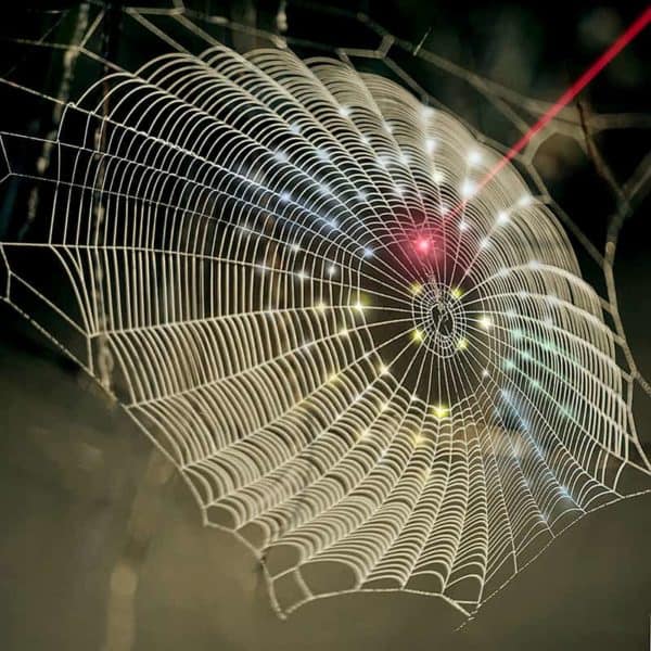 Scientists reveal spiders' web-making secrets •