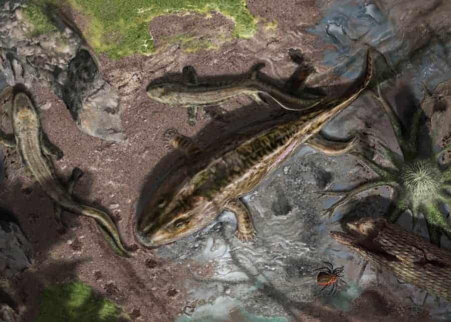 Reconstructing vertebrates rise from the water to land