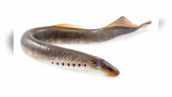 Jawless Lamprey Takes a Bite out of Oncogene Evolution - ScienceBlog.com