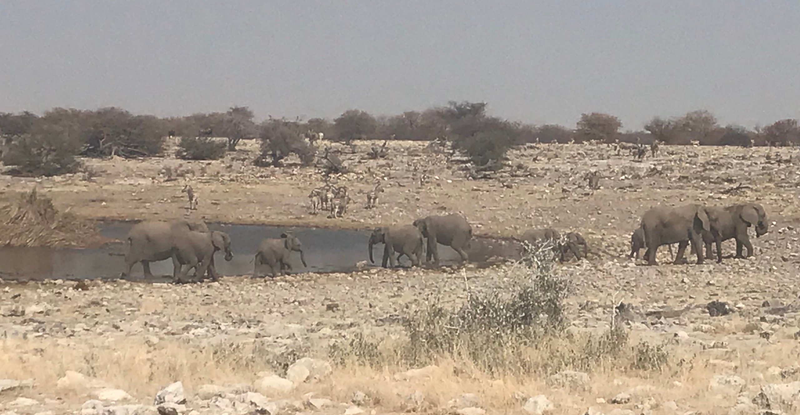 Elephants from Space