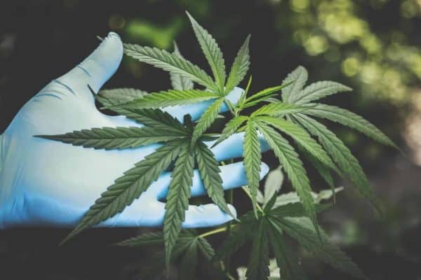 Medical Marijuana Users Report Significant Short-Term Health Benefits, Study Reveals