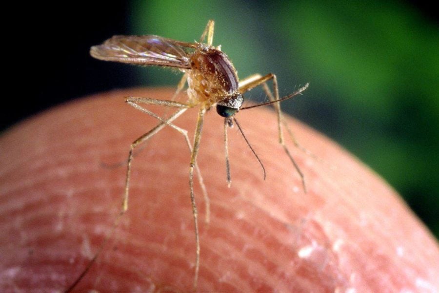 Mosquito closeup