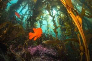 kelp forest