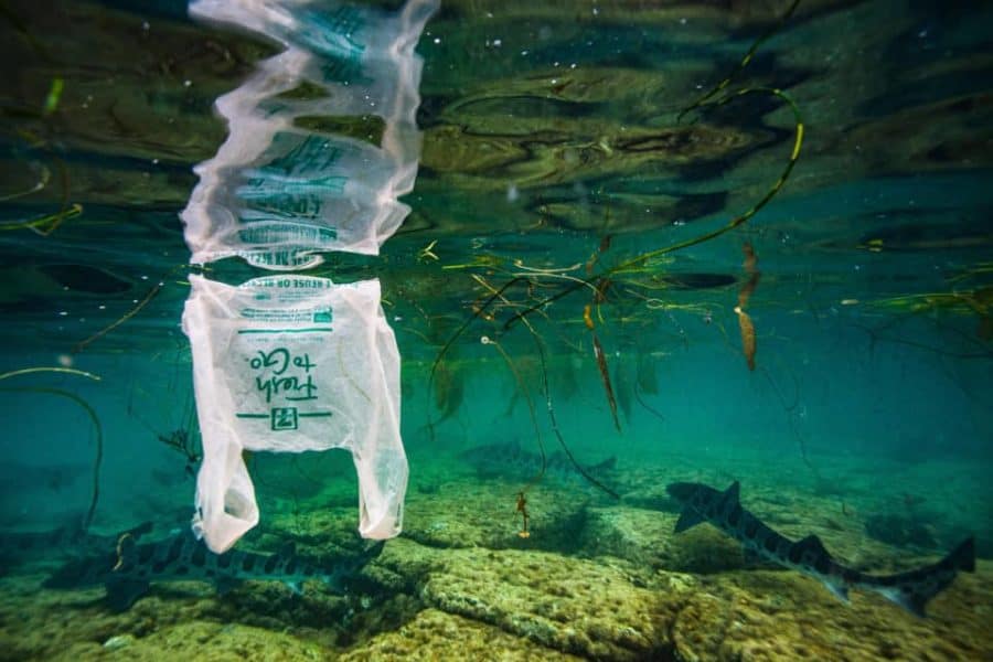 Plastic ingestion by marine fish is a widespread and growing problem