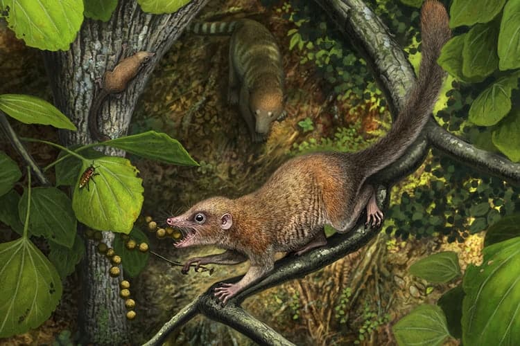 Our earliest primate ancestors rapidly spread after dinosaur extinction