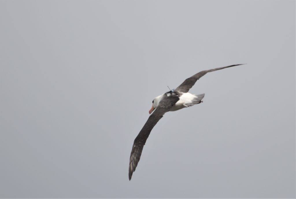 In the Antarctic, a scientist recruits albatrosses to pinpoint illegal fishing boats