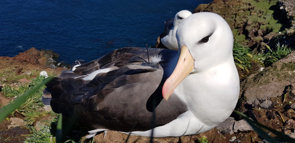 In the Antarctic, a scientist recruits albatrosses to pinpoint illegal fishing boats