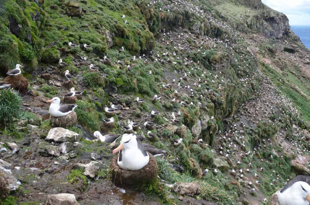 In the Antarctic, a scientist recruits albatrosses to pinpoint illegal fishing boats