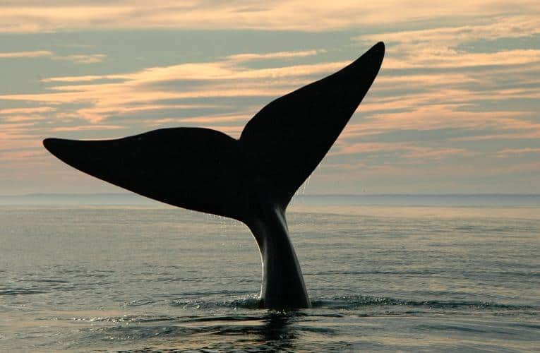 Fewer than 366 North Atlantic Right Whales Are Left, New Study Shows