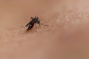 mosquito