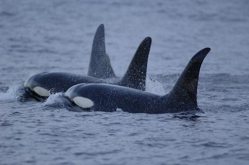 Researchers study public comments on orca conservation to aid future protection efforts