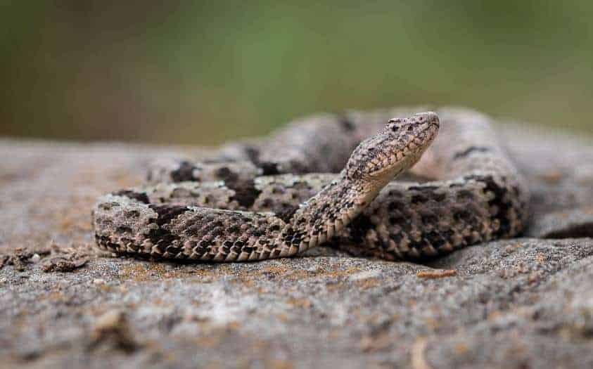 Snake venom evolved to target just the right prey