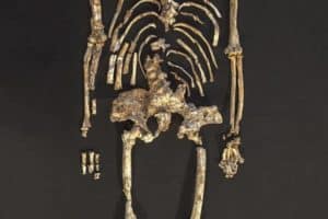 Primate fossil