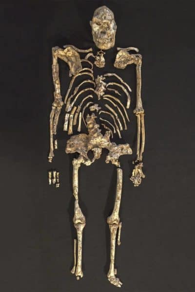 Primate fossil