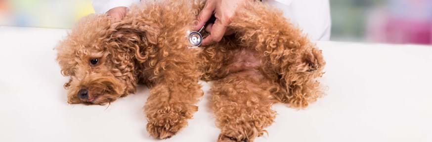 Mysterious dog vomiting illness identified as type of Covid