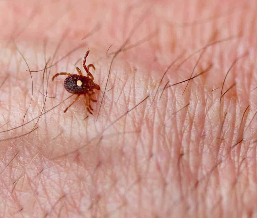 Using nanobodies to block a tick-borne bacterial infection