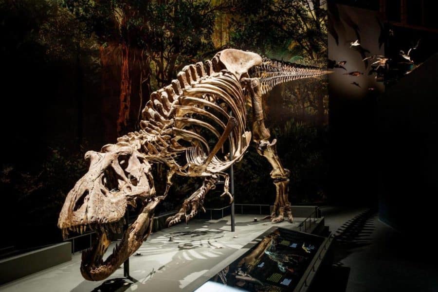 Study finds T-rex had a swing in her step