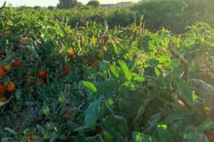 University of California scientists have discovered genetic data that will help food crops like tomatoes and rice survive longer, more intense periods of drought on our warming planet.