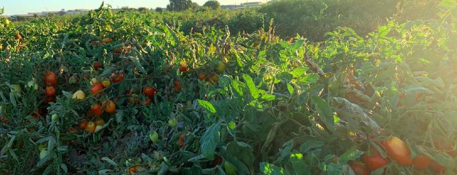 University of California scientists have discovered genetic data that will help food crops like tomatoes and rice survive longer, more intense periods of drought on our warming planet.