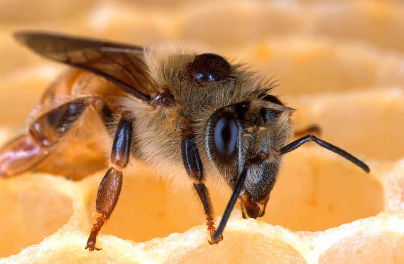 Varroa mites seen living on a honey bee. Mites weaken bees' immune systems, transmit viruses, and siphon off nutrients.