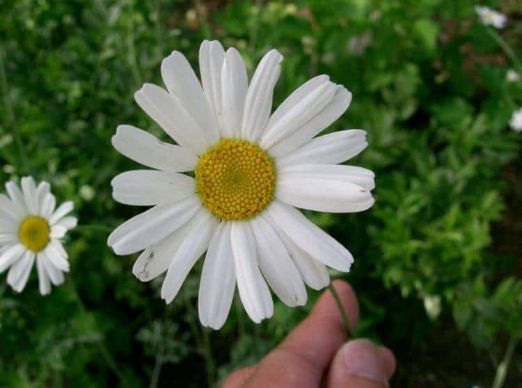 Pyrethrum: How One of the Oldest Natural Insecticides Keeps Mosquitoes Away