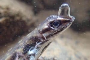 "It's easy to imagine the advantage that these small, slow anoles gain by hiding from their predators underwater - they're really hard to spot!" says Swierk. "But the real question is how they're managing to stay underwater for so long."