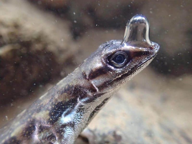 "It's easy to imagine the advantage that these small, slow anoles gain by hiding from their predators underwater - they're really hard to spot!" says Swierk. "But the real question is how they're managing to stay underwater for so long."