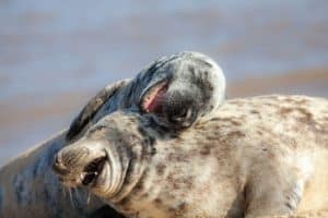 sealions