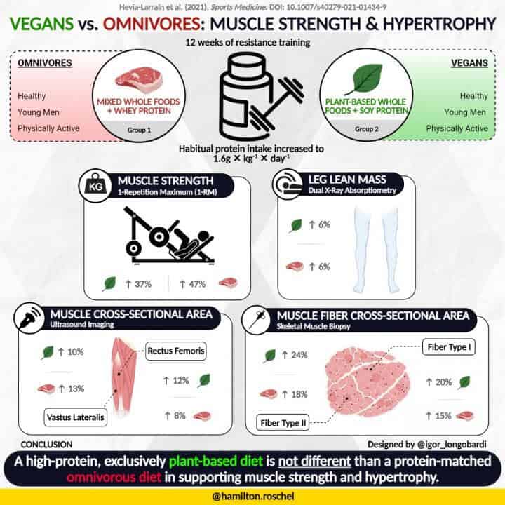 Protein intake is more important than protein source if the goal is to gain muscle strength and mass. This is the key finding of a study that compared the effects of strength training in volunteers with a vegan or omnivorous diet, both with protein content considered adequate.