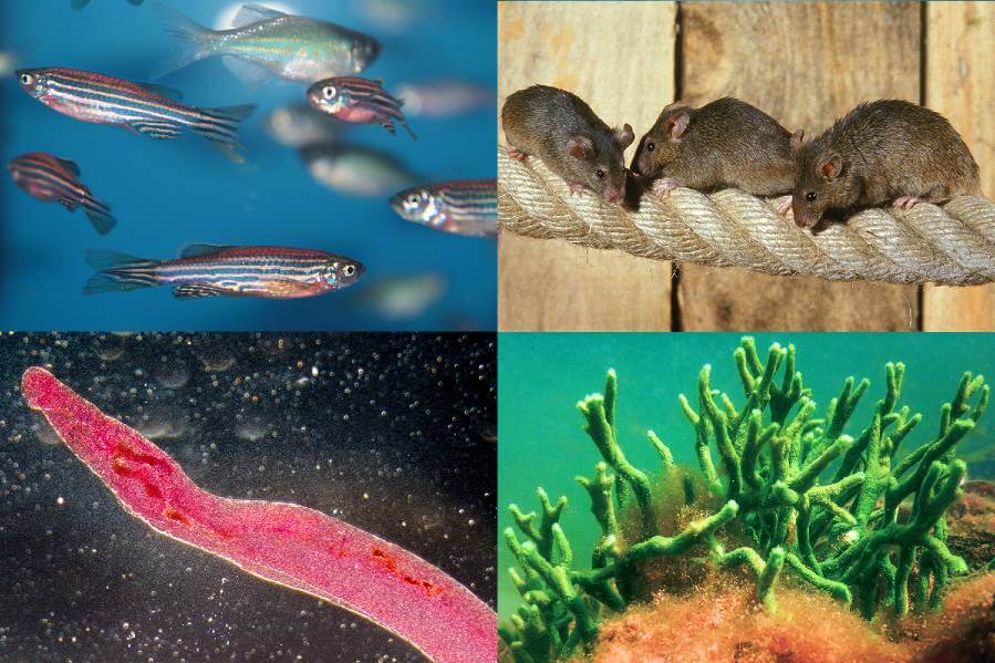 Cells are the building blocks of life, present in every living organism. But how similar do you think your cells are to a mouse? A fish? A worm?