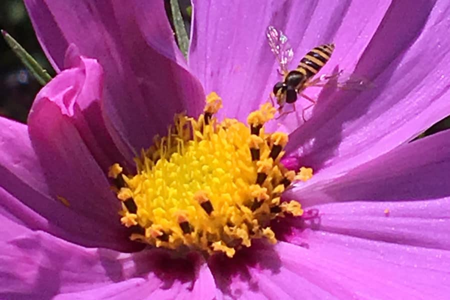 Bee-impersonating flies show pollinator potential