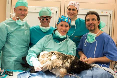 Bionic reconstruction: New foot for Mia the bearded vulture