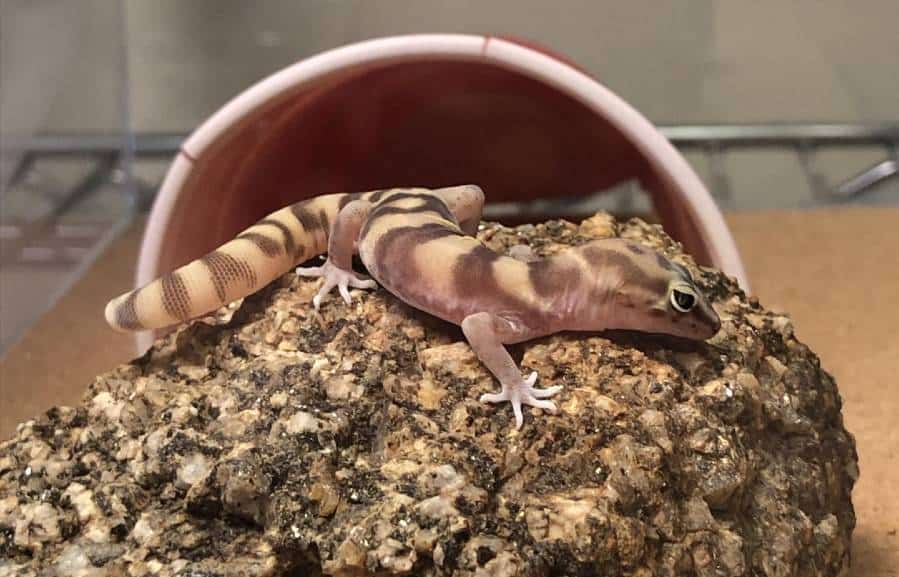 Western banded gecko, native to the southwestern US and Mexico.