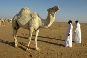 Camelus dromedarius is the most important livestock animal in the arid and semi-arid regions of North and East Africa, the Arabian Peninsula and Iran, and continues to provide basic needs to millions of people.
