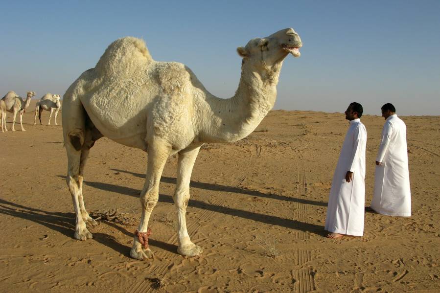 Camelus dromedarius is the most important livestock animal in the arid and semi-arid regions of North and East Africa, the Arabian Peninsula and Iran, and continues to provide basic needs to millions of people.