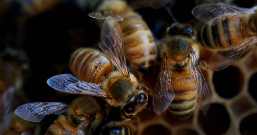 Researchers identify microbe that protects bees from fungal infections