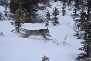 “Working on one of the boreal forest’s top predators, the Canada lynx, we found that two different technologies, accelerometers and audio recording devices, can be used to remotely monitor the hunting behaviour of predators, even documenting the killing of small prey,” says lead author Emily Studd, a Postdoctoral Fellow under the supervision of Murray Humphries at McGill University and Stan Boutin at University of Alberta.