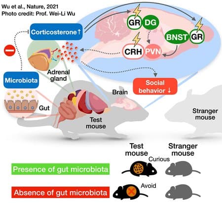 This diagram illustrates the cascade of changes occurring in the mouse body and brain in the absence of a gut microbiome. Lack of gut microbes leads the adrenal gland to produce more corticosterone, a stress hormone, which then influences a neural circuit controlling social behavior in the brain, making the mouse exhibit antisocial behaviors.