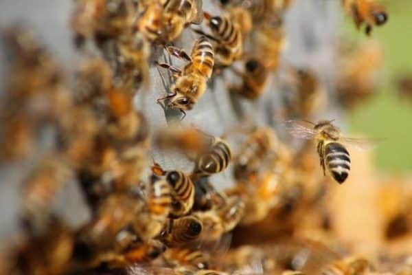 Scientists discover gut bacteria that improve memory in bees