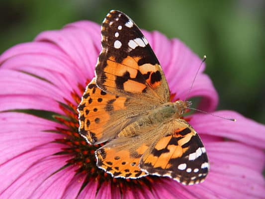 Traveling with friends helps even mixed-up butterflies find their way