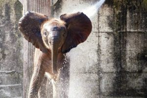 An elephant getting a shower