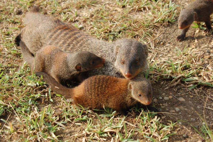 Mothers in banded mongoose groups all give birth on the same night, creating a "veil of ignorance" over parentage in their communal crèche of pups.