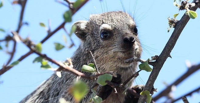 Barks in the night lead to the discovery of new species